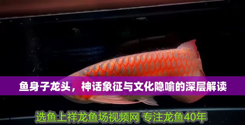 魚身子龍頭,神話象征與文化隱喻的深層解讀 龍魚百科 第1張 魚身子龍頭,神話象征與文化隱喻的深層解讀 魚身子龍頭,神話象征與文化隱喻的深層解讀 龍魚百科 第1張