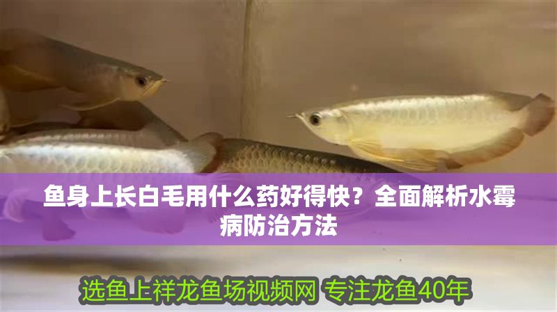 魚身上長白毛用什么藥好得快?全面解析水霉病防治方法 龍魚百科 第1張 魚身上長白毛用什么藥好得快?全面解析水霉病防治方法 魚身上長白毛用什么藥好得快?全面解析水霉病防治方法 龍魚百科 第1張