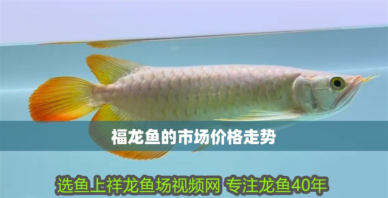 福龍魚的市場價格走勢