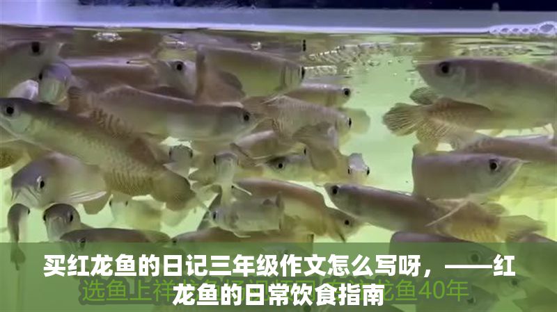 買紅龍魚的日記三年級作文怎么寫呀，——紅龍魚的日常飲食指南