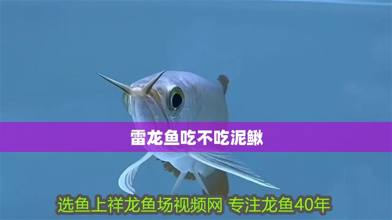 雷龍魚吃不吃泥鰍