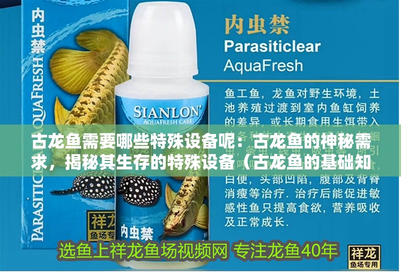 古龍魚需要哪些特殊設備呢：古龍魚的神秘需求，揭秘其生存的特殊設備（古龍魚的基礎知識） 古龍魚需要哪些特殊設備呢：古龍魚的神秘需求，揭秘其生存的特殊設備（古龍魚的基礎知識） 水族問答