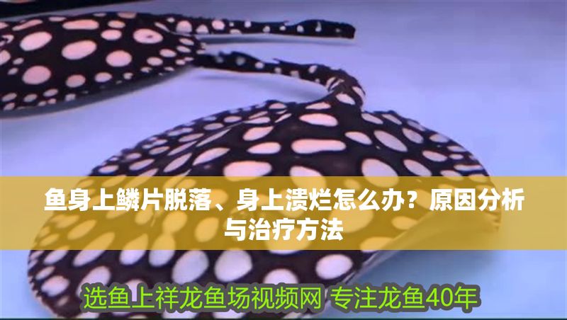 魚身上鱗片脫落、身上潰爛怎么辦？原因分析與治療方法