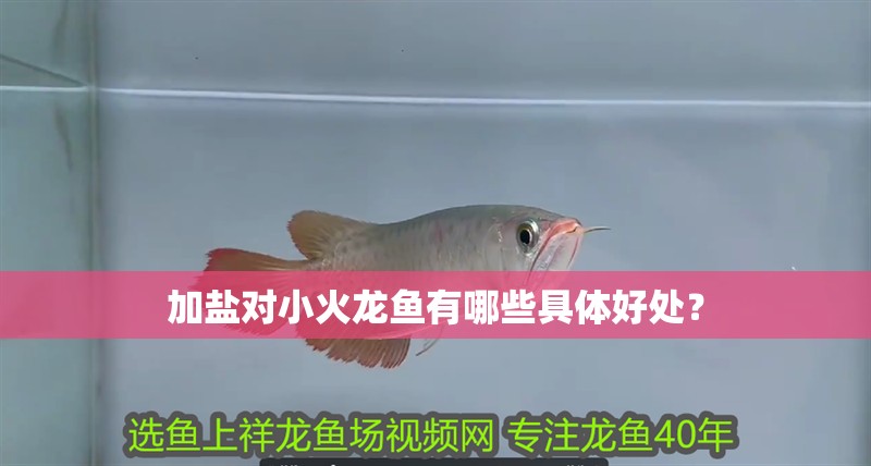 加鹽對小火龍魚有哪些具體好處？