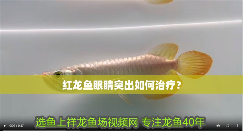 紅龍魚眼睛突出如何治療？