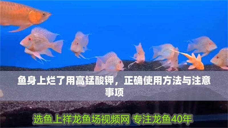 魚身上爛了用高錳酸鉀，正確使用方法與注意事項