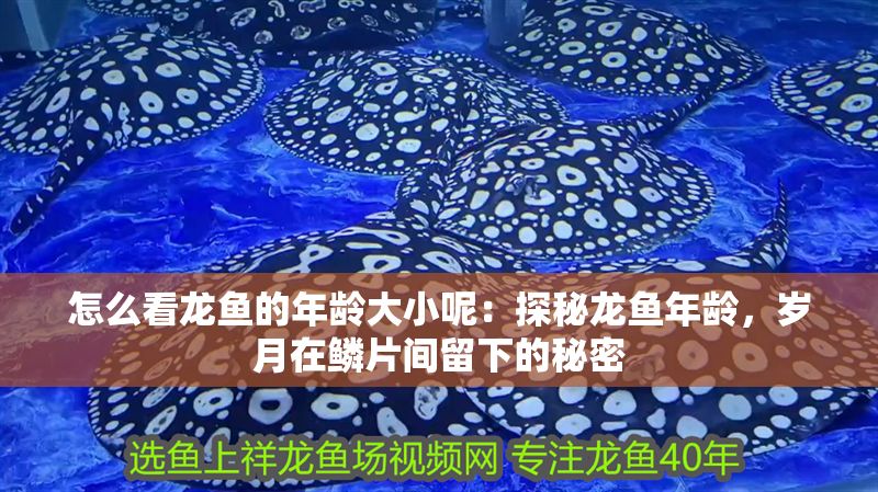 怎么看龍魚的年齡大小呢：探秘龍魚年齡，歲月在鱗片間留下的秘密