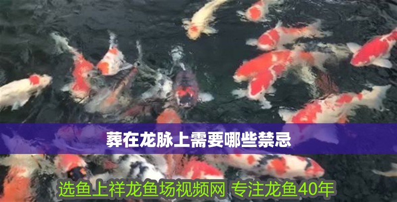 鸚鵡魚和銀龍魚混養怎樣喂食 葬在龍脈上需要哪些禁忌 龍魚百科 葬在龍脈上需要哪些禁忌 葬在龍脈上需要哪些禁忌 龍魚百科