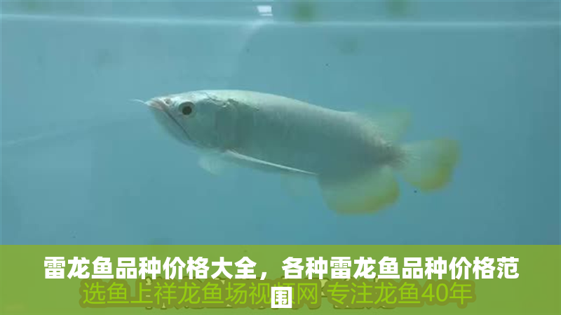 雷龍魚品種價格大全，各種雷龍魚品種價格范圍