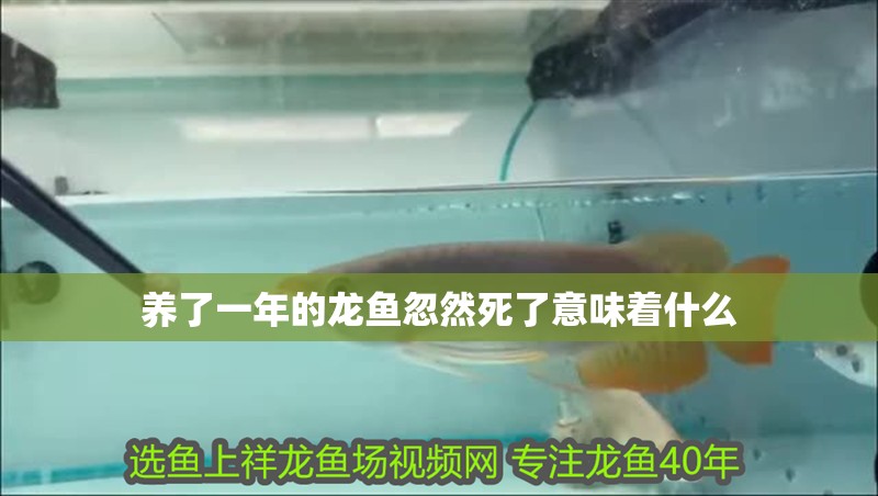 養(yǎng)了一年的龍魚忽然死了意味著什么