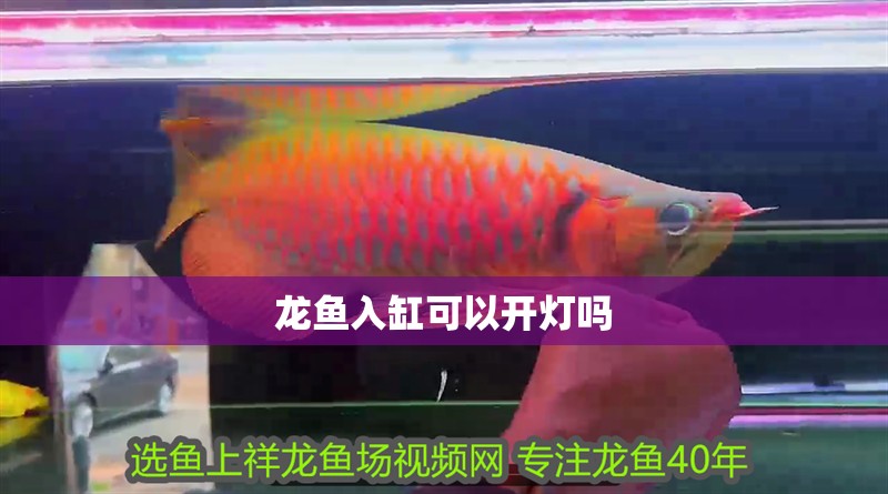 龍魚入缸可以開燈嗎