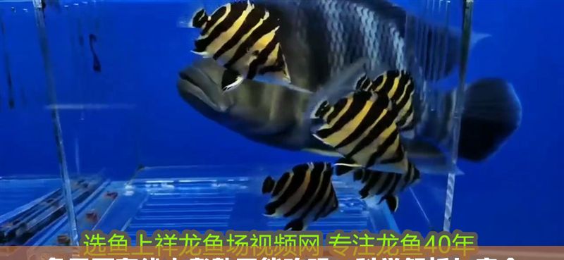 魚里面有線蟲煮熟了能吃嗎？科學(xué)解析與安全建議，魚中煮熟的線蟲能否食用？科學(xué)解析與安全建議