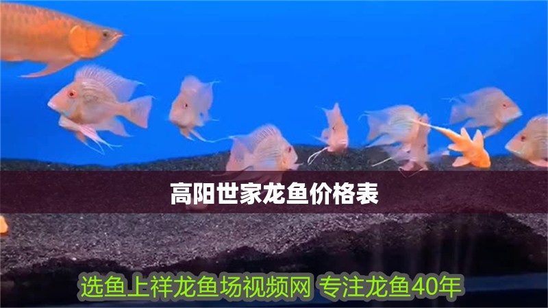 高陽世家龍魚價格表