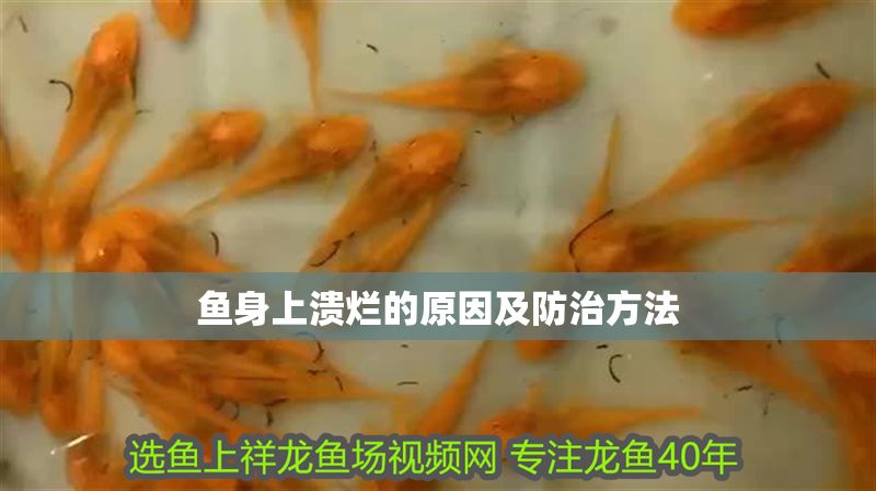 魚身上潰爛的原因及防治方法