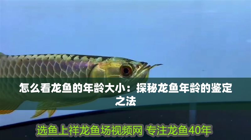 怎么看龍魚的年齡大小：探秘龍魚年齡的鑒定之法