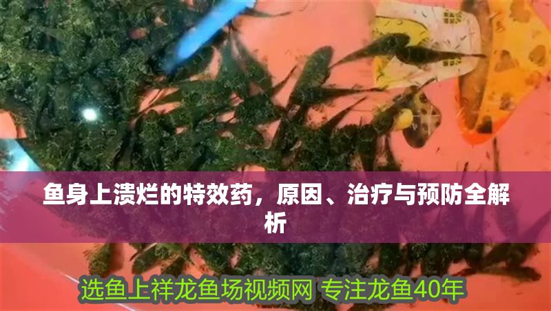 魚身上潰爛的特效藥，原因、治療與預防全解析