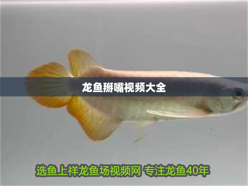 龍魚掰嘴視頻大全