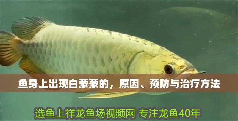 魚身上出現白蒙蒙的，原因、預防與治療方法