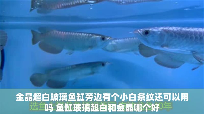 金晶超白玻璃魚缸旁邊有個小白條紋還可以用嗎 魚缸玻璃超白和金晶哪個好 金晶超白玻璃魚缸旁邊有個小白條紋還可以用嗎 魚缸玻璃超白和金晶哪個好 龍魚百科 第1張
