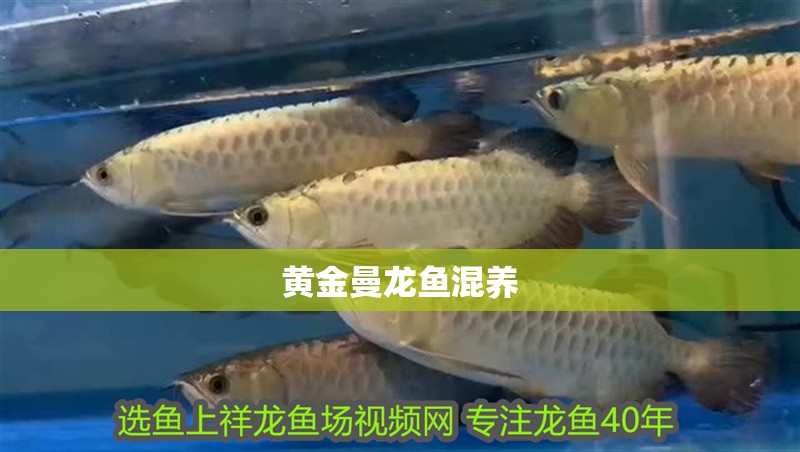 黃金曼龍魚混養(yǎng)