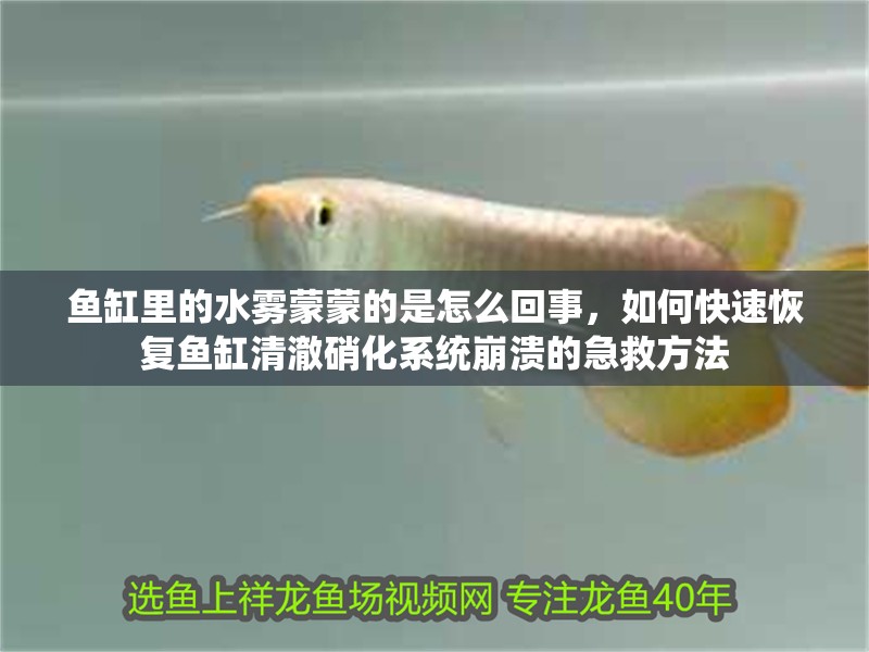 魚缸里的水霧蒙蒙的是怎么回事，如何快速恢復魚缸清澈硝化系統崩潰的急救方法 魚缸里的水霧蒙蒙的是怎么回事，如何快速恢復魚缸清澈硝化系統崩潰的急救方法 魚缸百科