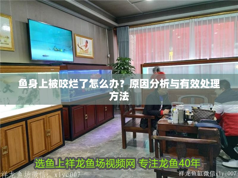 魚身上被咬爛了怎么辦？原因分析與有效處理方法 魚身上被咬爛了怎么辦？原因分析與有效處理方法 龍魚百科 第1張