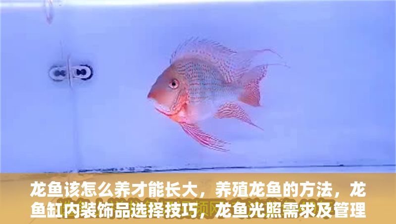 龍魚該怎么養才能長大，養殖龍魚的方法，龍魚缸內裝飾品選擇技巧，龍魚光照需求及管理方法
