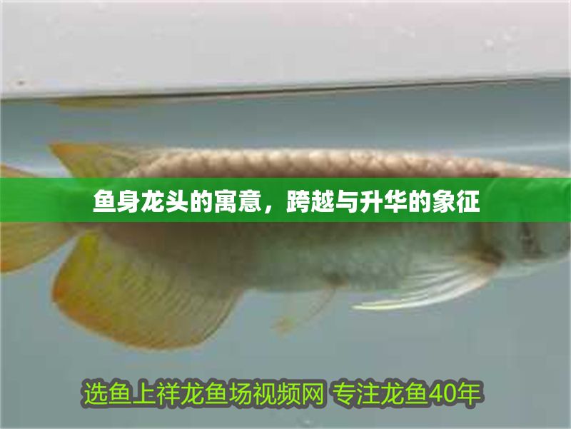 魚身龍頭的寓意，跨越與升華的象征 魚身龍頭的寓意，跨越與升華的象征 龍魚百科 第1張