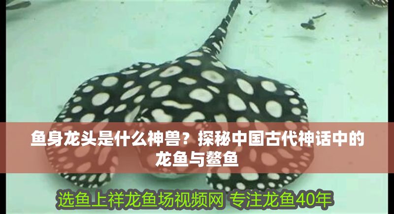魚身龍頭是什么神獸？探秘中國古代神話中的龍魚與鰲魚 魚身龍頭是什么神獸？探秘中國古代神話中的龍魚與鰲魚 龍魚百科 第1張