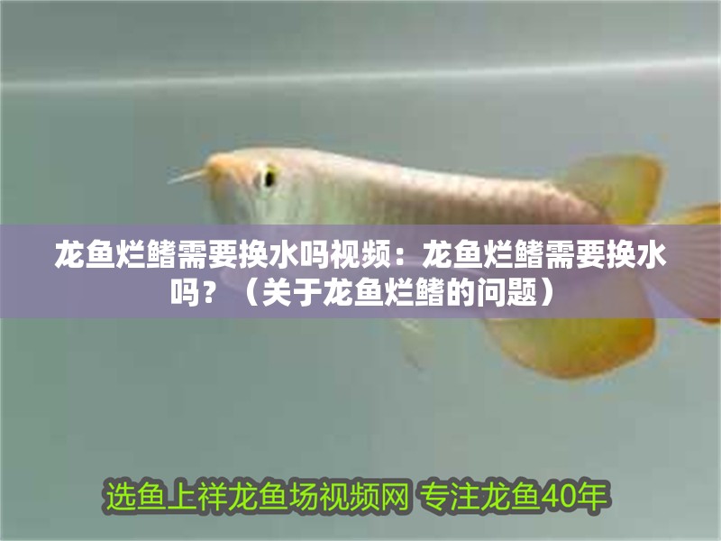 龍魚爛鰭需要換水嗎視頻：龍魚爛鰭需要換水嗎？（關于龍魚爛鰭的問題）