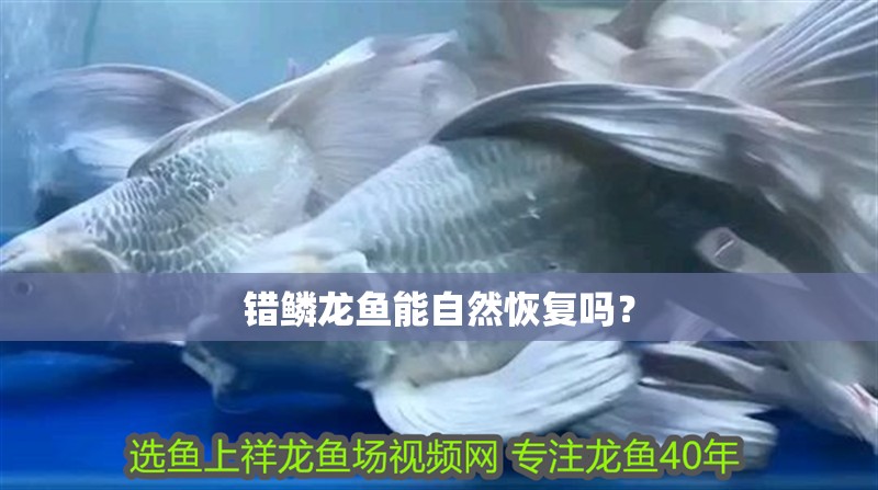 錯鱗龍魚能自然恢復嗎？
