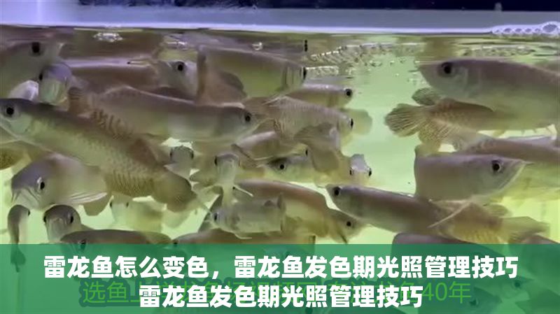 雷龍魚怎么變色，雷龍魚發(fā)色期光照管理技巧雷龍魚發(fā)色期光照管理技巧