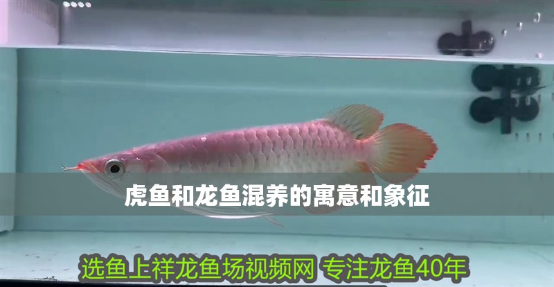 虎魚和龍魚混養(yǎng)的寓意和象征