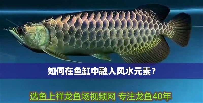 魚缸用增氧泵價(jià)格是多少:魚缸增氧機(jī)-xtrac增氧機(jī)-xtrac增氧機(jī) 如何在魚缸中融入風(fēng)水元素? 龍魚百科 如何在魚缸中融入風(fēng)水元素? 如何在魚缸中融入風(fēng)水元素? 龍魚百科