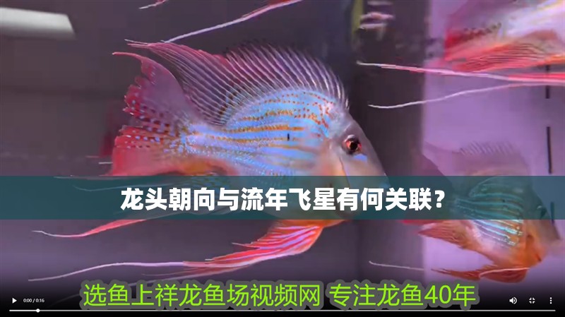 龍頭朝向與流年飛星有何關聯？ 龍頭朝向與流年飛星有何關聯？ 龍魚百科