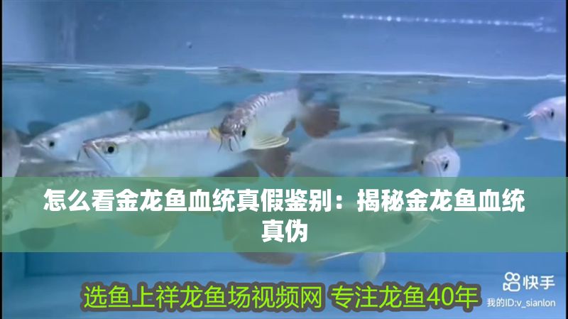 怎么看金龍魚血統(tǒng)真假鑒別：揭秘金龍魚血統(tǒng)真?zhèn)? title=