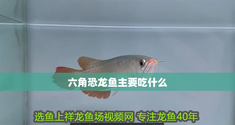 六角恐龍魚主要吃什么