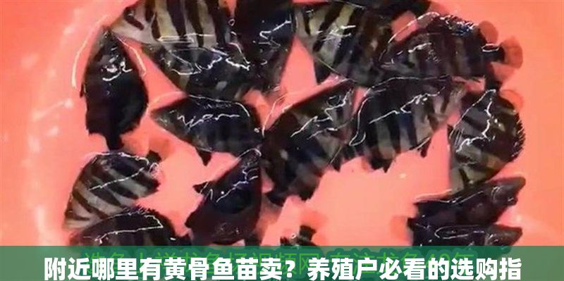 附近哪里有黃骨魚苗賣？養(yǎng)殖戶必看的選購指南與渠道推薦，黃骨魚苗購買指南，養(yǎng)殖戶必看的選購技巧與靠譜渠道推薦