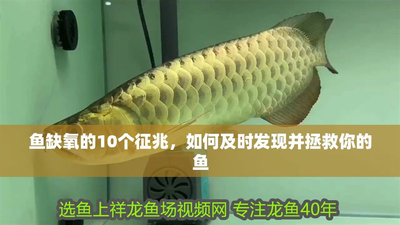 魚缺氧的10個征兆，如何及時發現并拯救你的魚