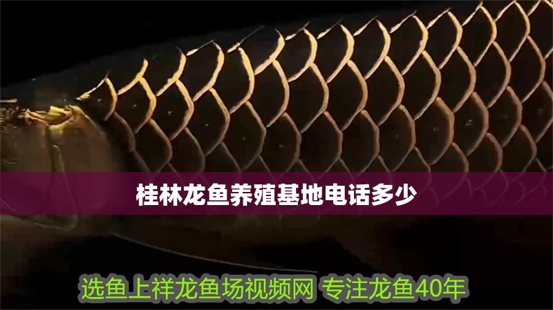 桂林龍魚養(yǎng)殖基地電話多少