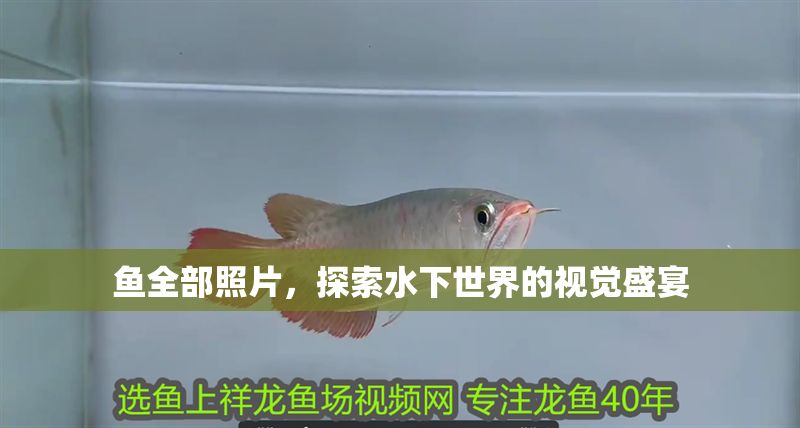 魚全部照片，探索水下世界的視覺盛宴