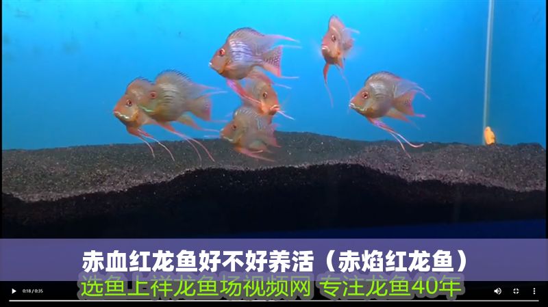 赤血紅龍魚好不好養活（赤焰紅龍魚）
