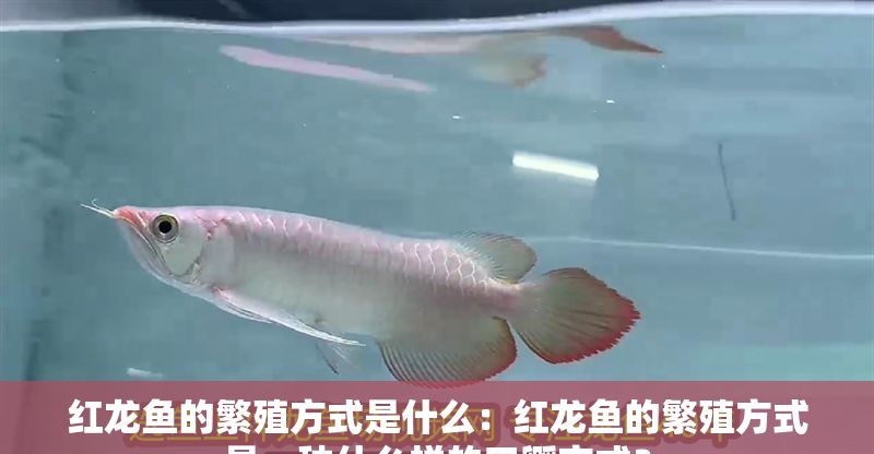紅龍魚的繁殖方式是什么：紅龍魚的繁殖方式是一種什么樣的口孵方式？