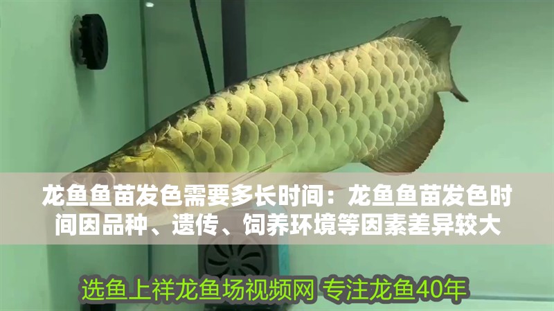 龍魚魚苗發色需要多長時間：龍魚魚苗發色時間因品種、遺傳、飼養環境等因素差異較大