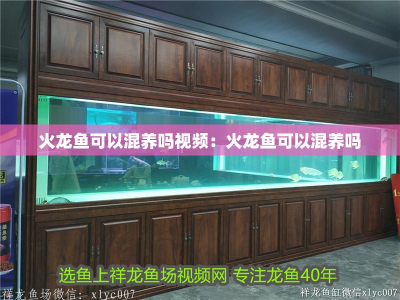 火龍魚可以混養嗎視頻：火龍魚可以混養嗎