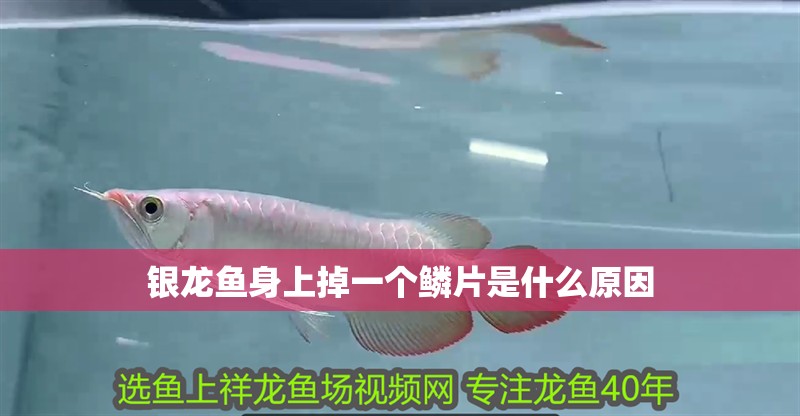 銀龍魚身上掉一個鱗片是什么原因
