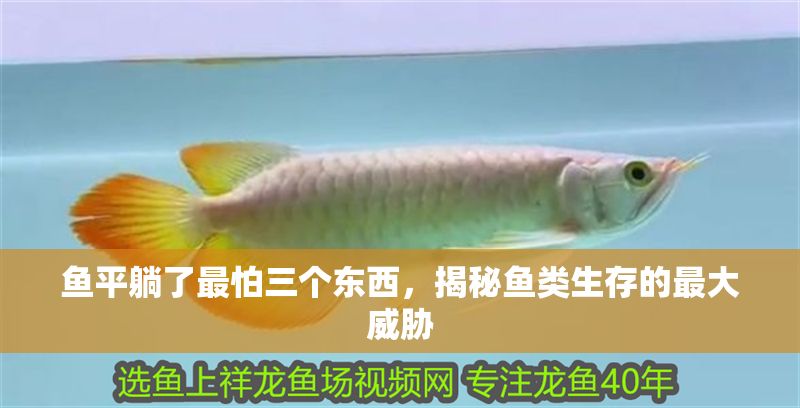 魚平躺了最怕三個東西，揭秘魚類生存的最大威脅