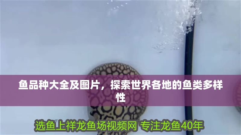 魚品種大全及圖片，探索世界各地的魚類多樣性 魚品種大全及圖片，探索世界各地的魚類多樣性 龍魚百科 第1張