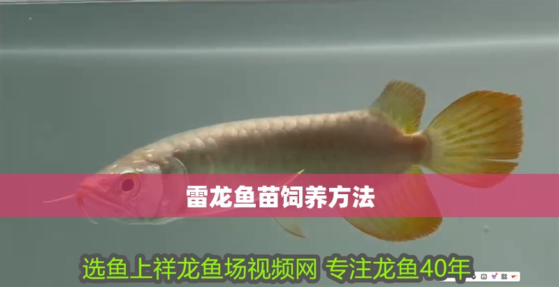雷龍魚苗飼養(yǎng)方法