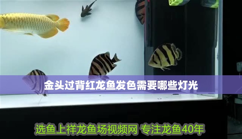 金頭過背紅龍魚發色需要哪些燈光 金頭過背紅龍魚發色需要哪些燈光 水族問答